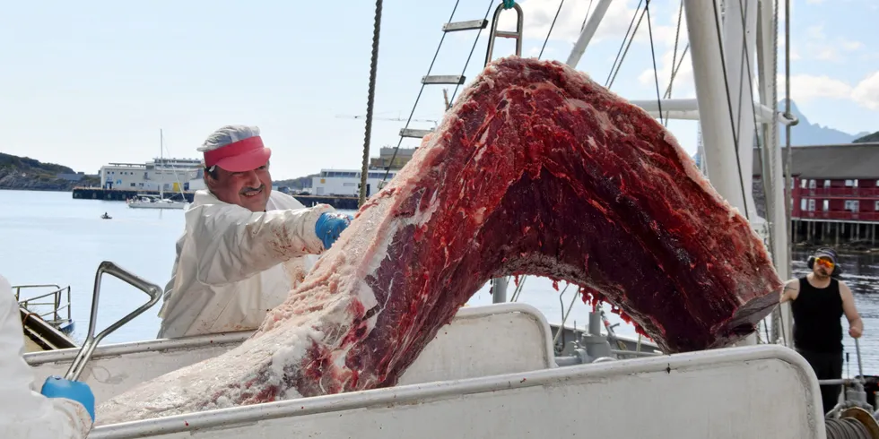 «Fiskebank I» i lossing av hvalkjøtt hos Lofothval under fjorårets sesong.