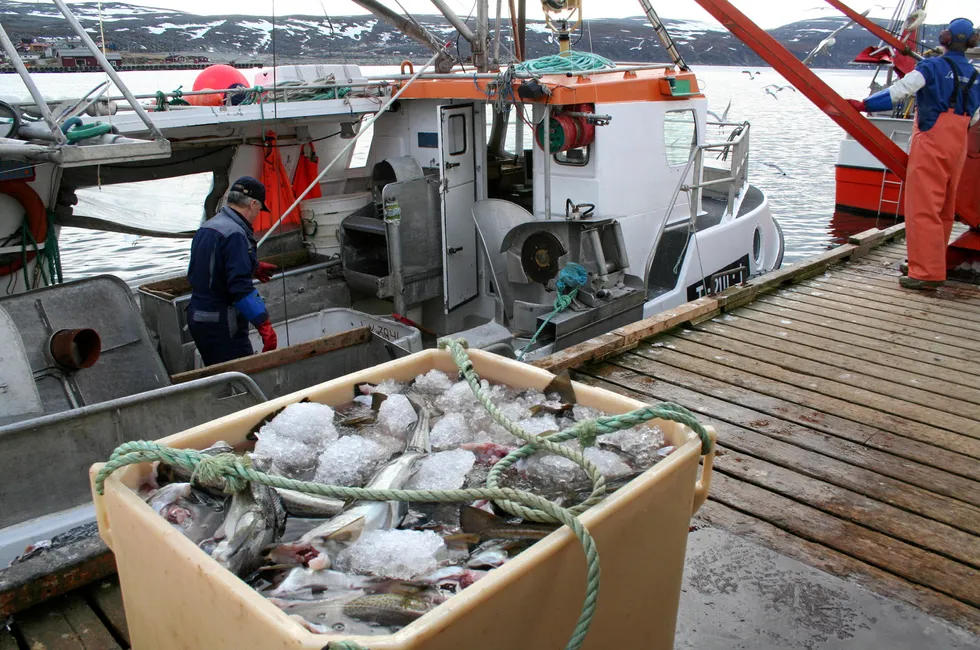 Norges Fiskarlag vil innføre samfiske for hele torskenæringen. Et overilt forslag, mener Fiskeribladet. Her leverer torsk i Kjøllefjord mai 2009.