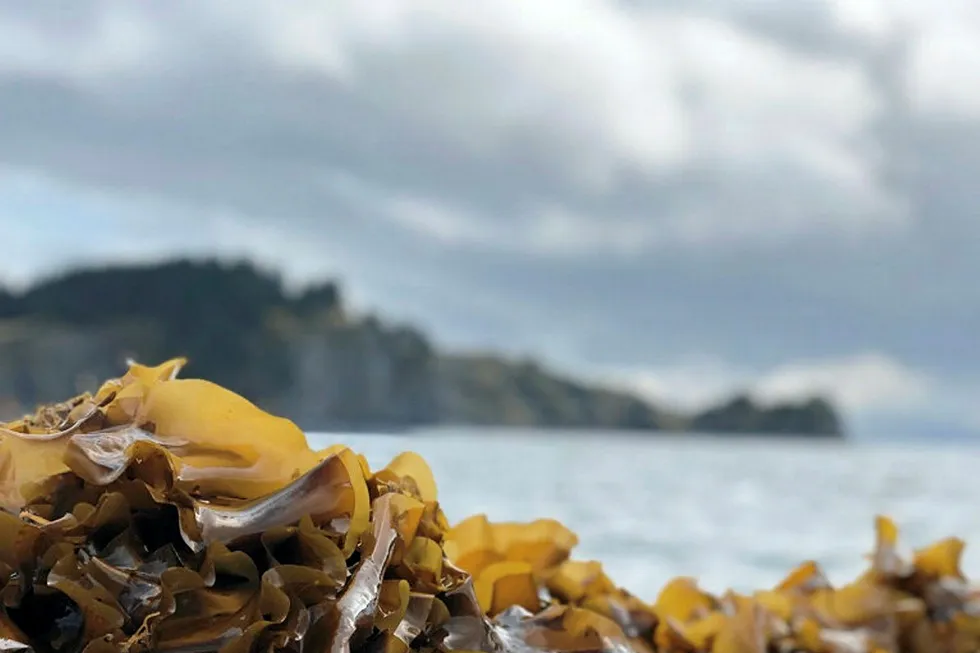 Blue Evolution is one Alaska's growing commercial seaweed producers.