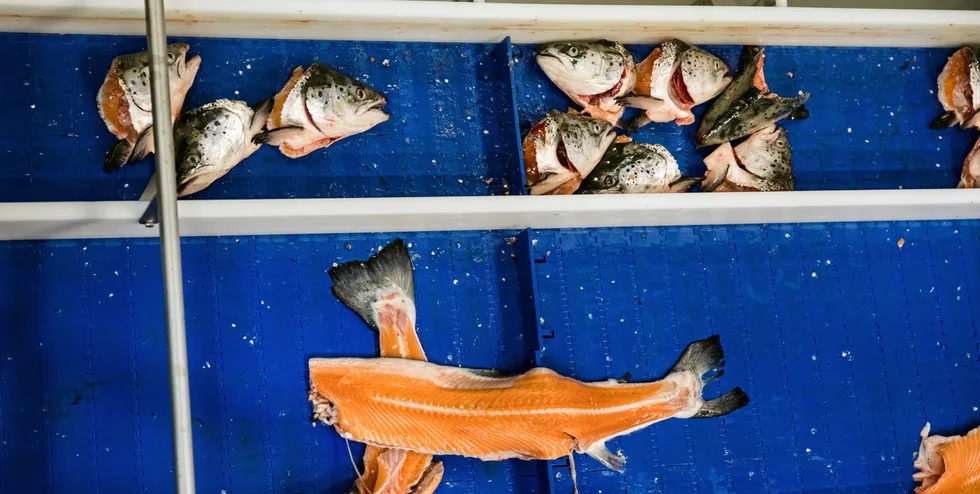 Listeriabakterier er fryktet i norsk fiskeindustri.