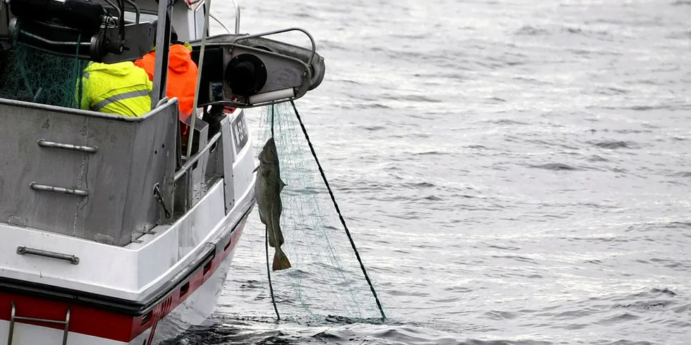 DÅRLIG UTTELLING: Åtte år med kysttorskreguleringer har ikke gitt de resultater næringa og forskerne håpet på.