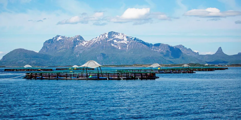 Cermaq-lokaliteten Svartfjell ligger i Sagfjorden i Nordland.