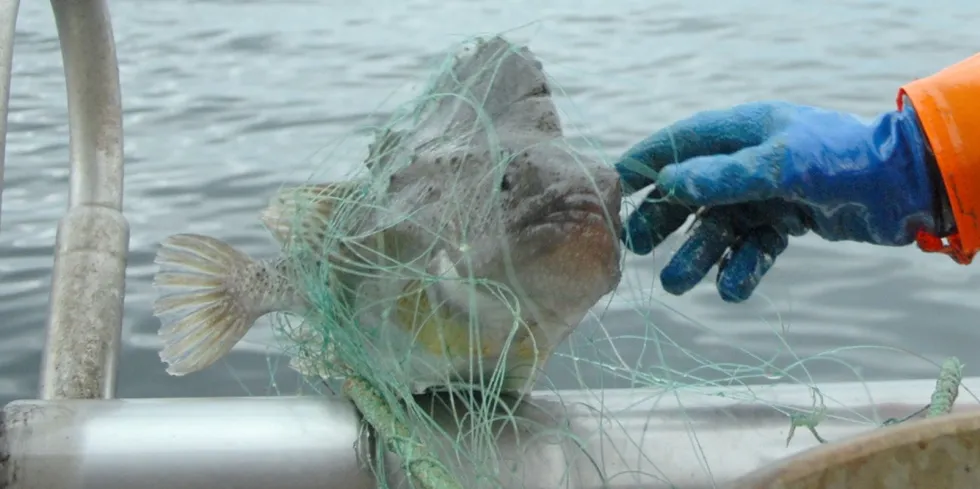 Årets fiske i nord ble en nedtur for rognkjeksfiskerne. Nå håper spesielt fiskerne i Øst-Finnmark på en bedring i 2023.