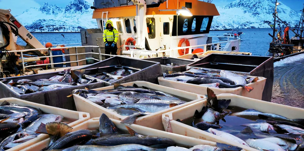 Fiskebruket i Bergsfjord kan vise til fine torskelandinger når været har tillatt flåten å gå ut.