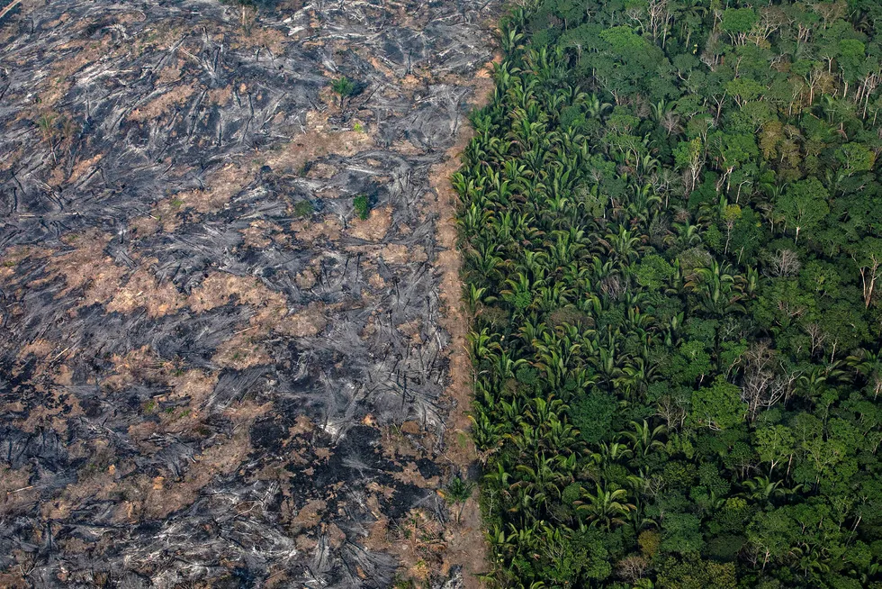 Brannene i Amazonas ødelegger regnskogen.