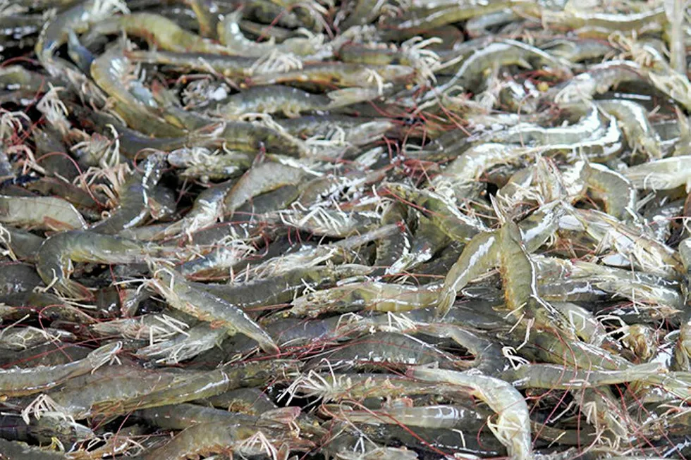 US rejects antibiotic-tainted shrimp from China, Vietnam