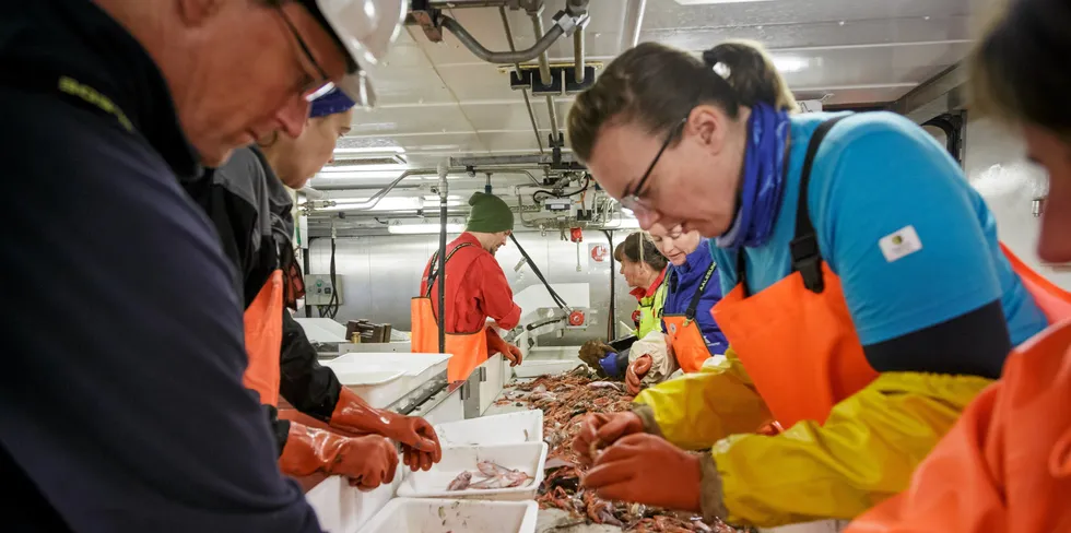 Vi har utviklet vært effektive teknikker for fangst av typiske bunnfisk og dypvannsreker. Bildet er fra sortering av fangst fra en bunntrål på «G.O. Sars».