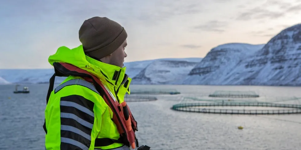 Arnarlax er att av selskapene som driver oppdrett i Vestfjordene på Island.