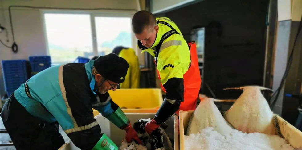 Træna fiskemottak legger ned. Dagens kveitefangst på Bolga. F.v. Fiskerne Bjørn og Simon Johan Olsen.