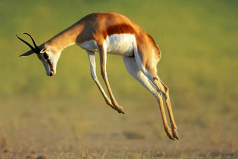 Failing to run: Gazelle for Petro Matad