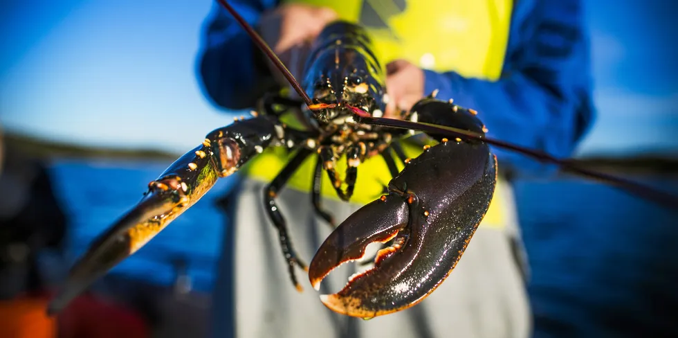17.200 har meldt seg på årets hummerfiske | Fiskeribladet