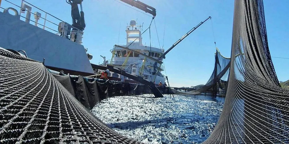 TØFFE TIDER: 2019 har vært et tøft år for Nordlaks. Selskapet har mistet mye fisk på grunn av algeoppblomstring. Fjoråret var imidlertid et godt år.