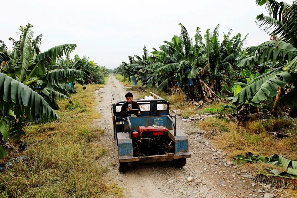 Kinesiske selskaper ekspanderer til Sørøst-Asia og Sentral-Asia som en del av den «nye Silkeveien». I Laos har kinesiske investorer etablert noen av verdens største bananplantasjer for å selge til Kina. Små produsenter makter ikke å konkurrere.