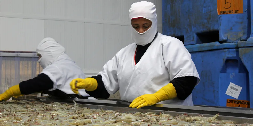 In 2021, China imported 379,000 metric tons of shrimp from Ecuador, accounting for 62 percent of China's total shrimp imports