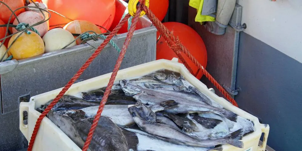 ETTERTRAKTET: Det har vært kamp om hvert kar med blåkveite denne sesongen, og mange kjøpere har betalt gode priser for å sikre seg kvantum til å dekke inngåtte kontrakter.Foto: Frank Einar Iversen