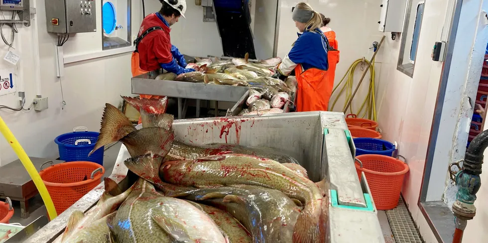 Utfor Værøy ble det endelig et skikkelig skreihall for havforskerne på årets skreitokt med «Johan Hjort». I bakgrunnen arbeider Thomas Wenneck og Amalie Berge med prøvetaking og registrering av fangsten.