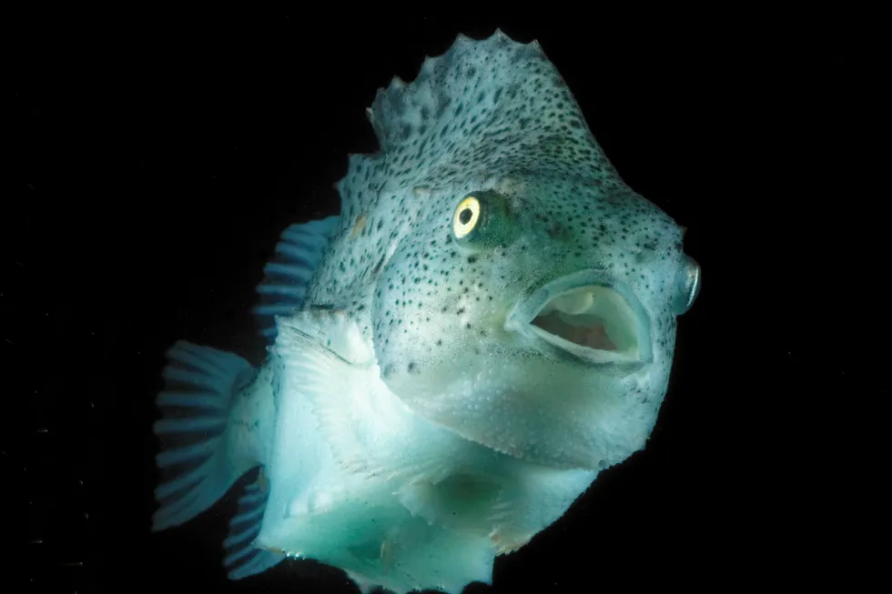 Lumpfish: 'I can see clearly now'