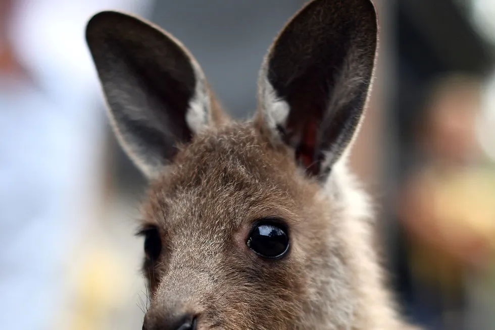 Bouncing along: kangaroos are endemic to Australia