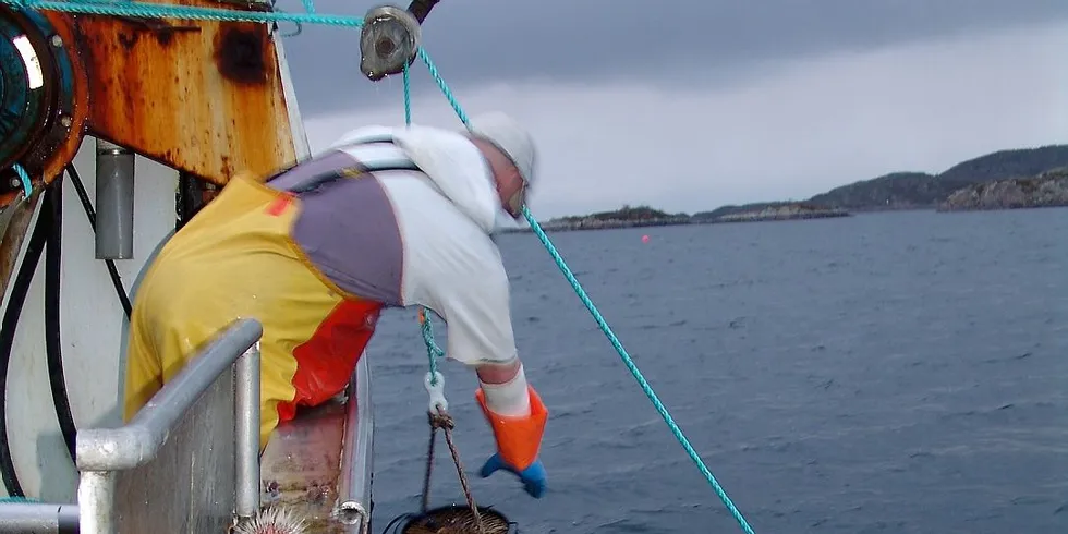 Forsøksfiske av kongsnegl ved Smøla viste gode forekomster. Alle foto: Snorre Bakke/Møreforskning