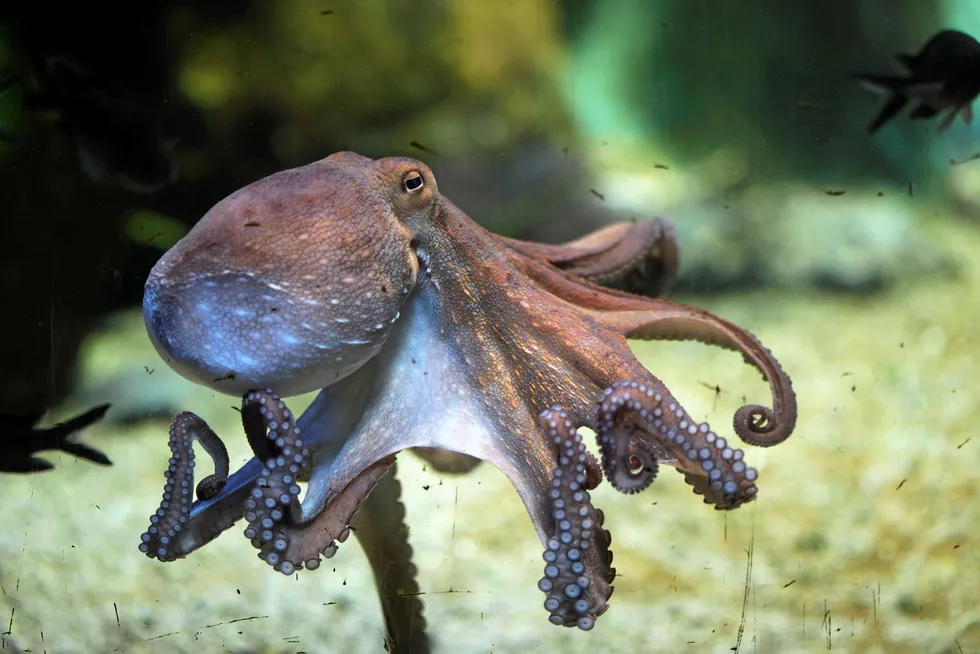 Peruvian giant squid was passed off as octopus in a massive scheme.