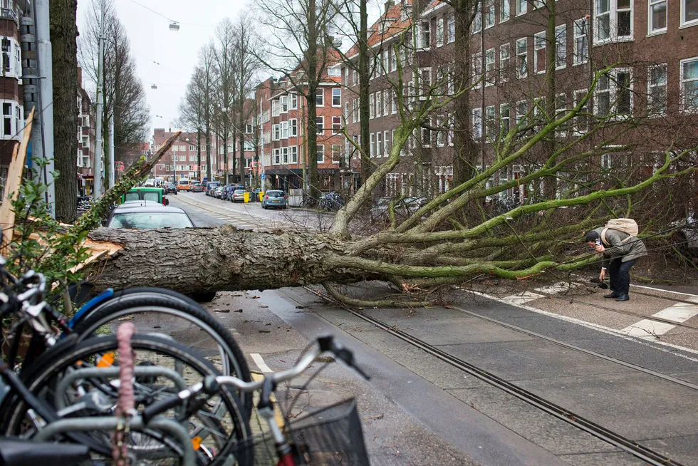 Trær blåste over ende på grunn av uværet i Nederland torsdag. Her plukker en mann opp hanskene sine etter scooteren hans ble truffet av et tre i Amsterdam. Foto: Peter Dejong / AP / NTB scanpix