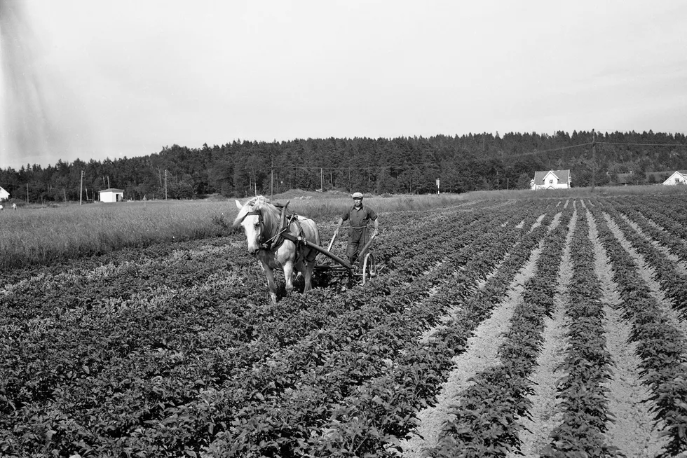 I løpet av 1918 ville Norge være helt avhengig av kornleveranser for å unngå hungersnød. Her fra åker i Vestfold.