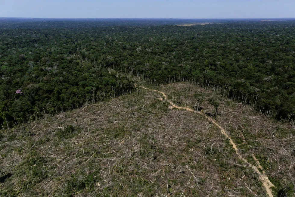 Enorme områder huges ned i regnskogen i Amazonas hvert år.