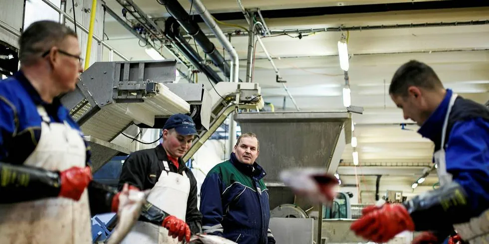 FOREDLING: Nergård har foredling på 12 steder fra Lofoten til Vardø i nord. Her sløyer Tomas Zimborski, Daniel Tscarnoz, Roy Mienna, Adam Kadlowski og Daniel Florkiewiz fisk på Nergård Breivikbotn på Sørøya i Finnmark.Foto: Nicklas Knudsen