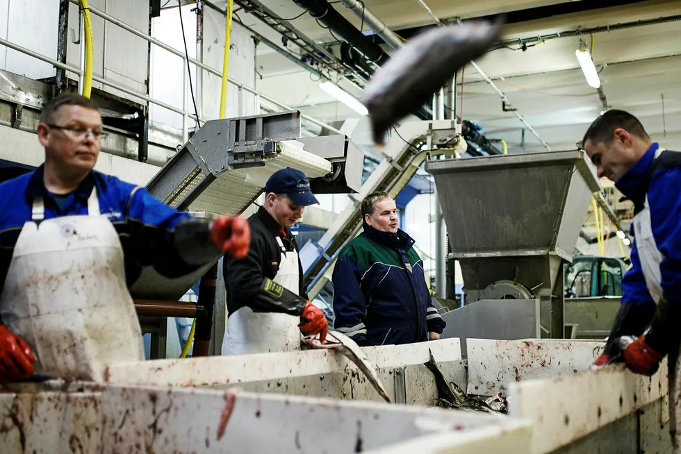 Tomas Zimborski (til venstre), Daniel Tscarnoz, daglig leder Roy Mienna, Adam Kadlowski og Daniel Florkiewiz sløyer fisk på fiskebruket Nergård Breivikbotn på Sørøya i Finnmark. Foto: Nicklas Knudsen