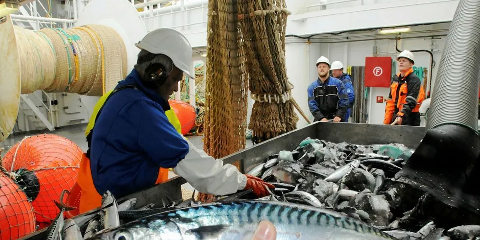 INTERNASJONALT: Makrell i fokus på det store internasjonale sommertoktet i Norskehavet som starter denne uka. Men det skal også beregnes indekser på både NVG-sild og kolmule.Arkivfoto: Leif Nøttestad / Havforskningsinstituttet