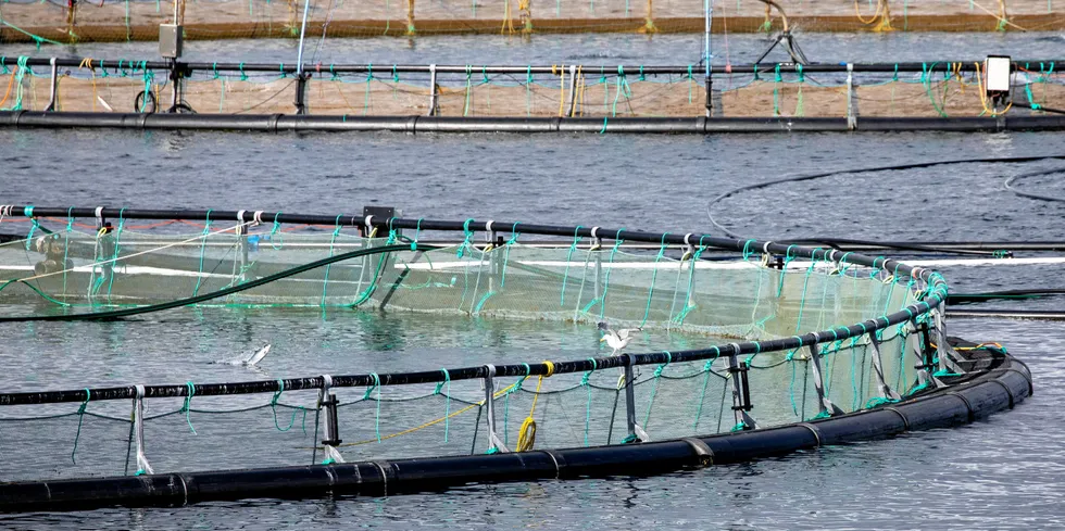 Artikkelforfatteren har sett på hvordan fiskeoppdrett kan bli mer bærekraftig nå som nye EU-krav er på vei.