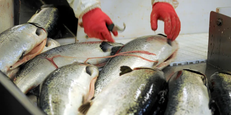 A backlog of farmed salmon caused by negative press, currency fluctuations and a soft market are driving down prices.