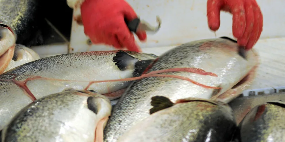 STENGT: Cooke Aquaculture og Ocean Beautys felleseide selskap OBI Seafoods har stengt lakseforedlingsanlegget i byen Seward i den amerikanske delstaten Alask