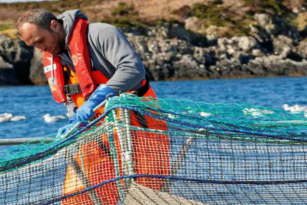 Scottish salmon farmers are riding out the storm.
