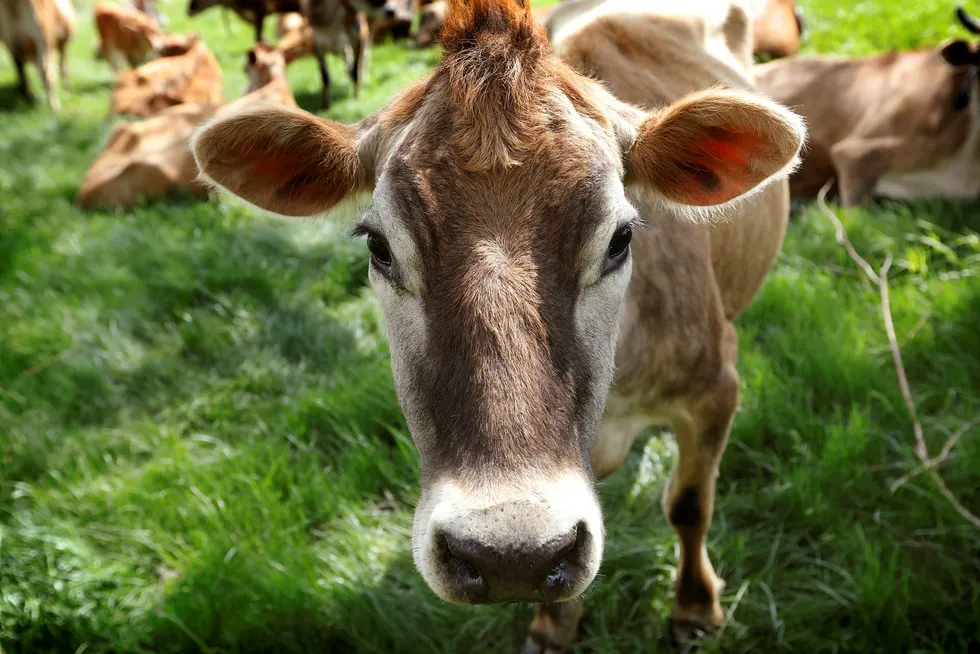 Happy cows: Chevron-supported project delivers its first production of renewable natural gas from California dairy farms for use as alternative fuel.