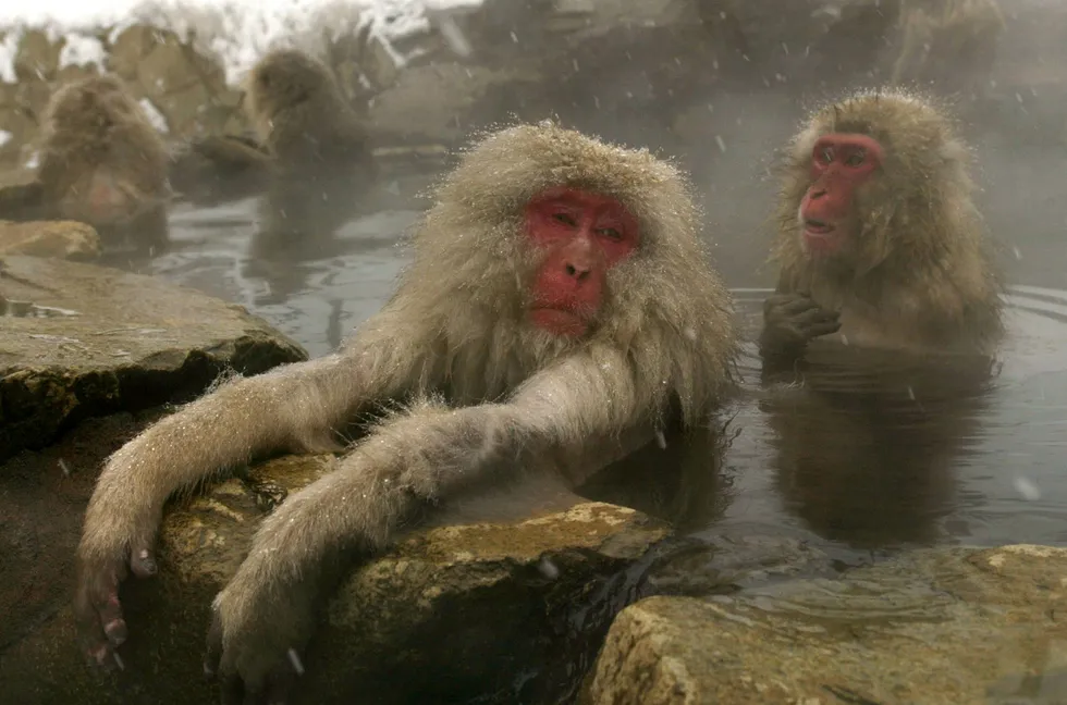 Geothermal landscape: monkeys bathe in a hot spring in a valley in Shigakogen, central Japan