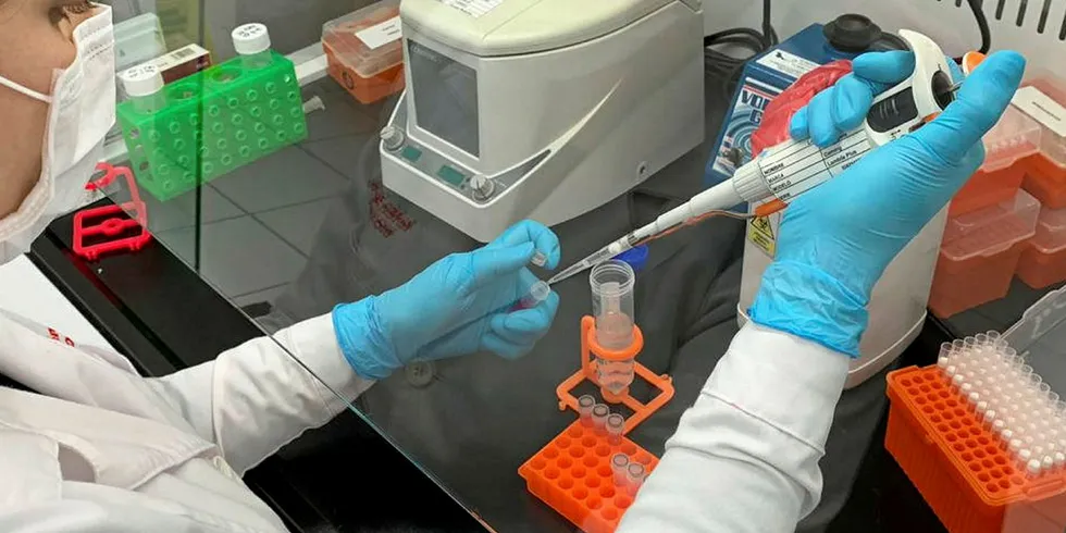 Mowi Chile lab switches to become coronavirus test center. Mowi Chile, Lab.
