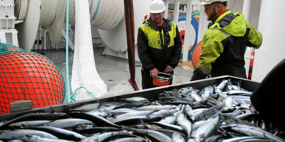 STERKE ÅRSKLASSER: Forskerne konkluderer med at det er flere sterke årsklasser av makrell.