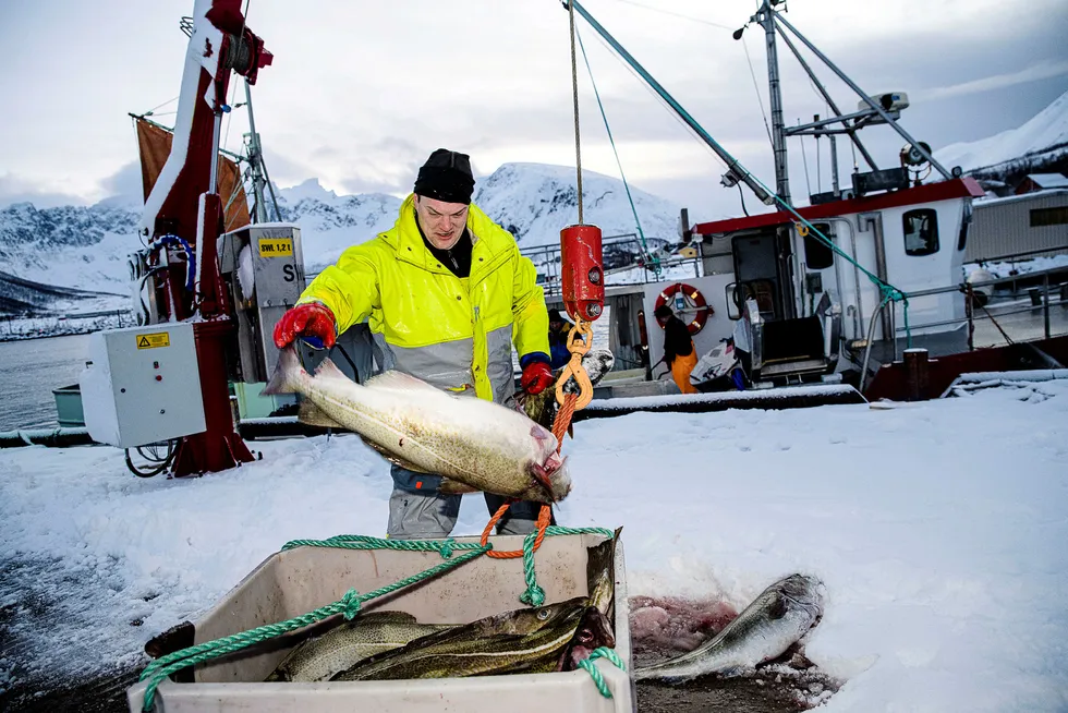 Fisker Bjørn-Helge Robertsen på fiskebåten «Mevær» får rekordhøye priser for torsken han leverte på fiskemottaket i Tromvik i havgapet utenfor Tromsø.