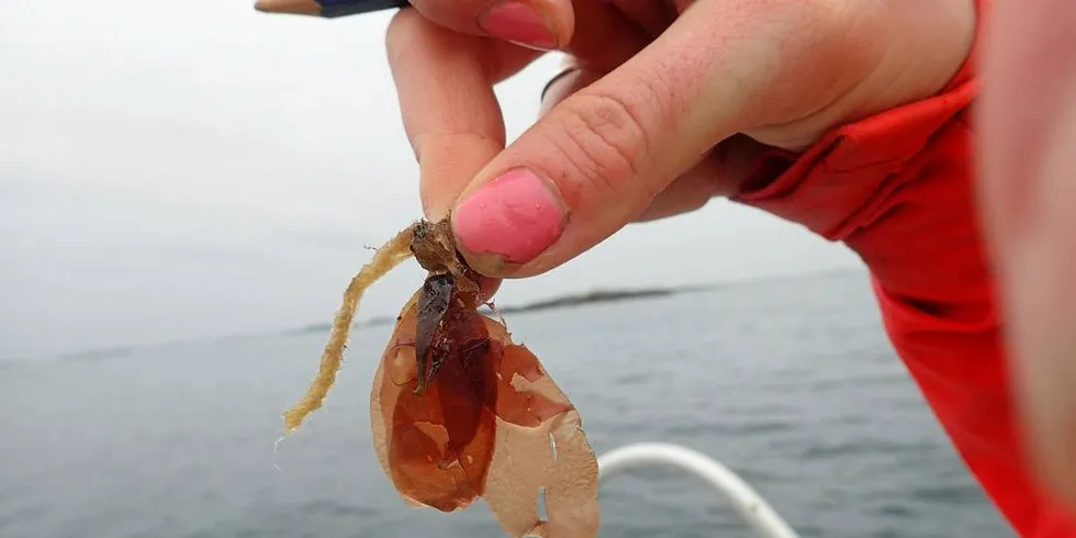 Her er dyrket søl to måneder etter utsettFoto: Sintef Ocean