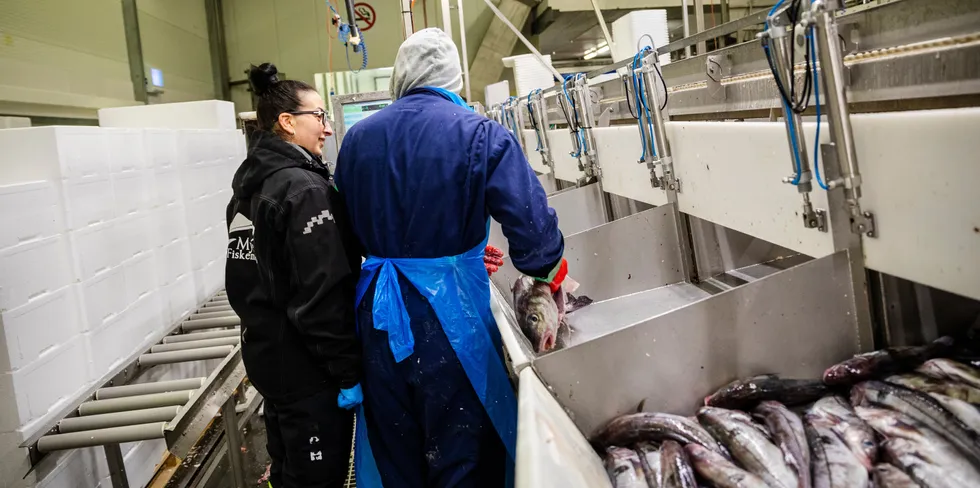 Myre fiskemottak i Vesterålen er Norges største fiskemottak, og pleier å ansette en rekke sesongarbeidere fra Romania.