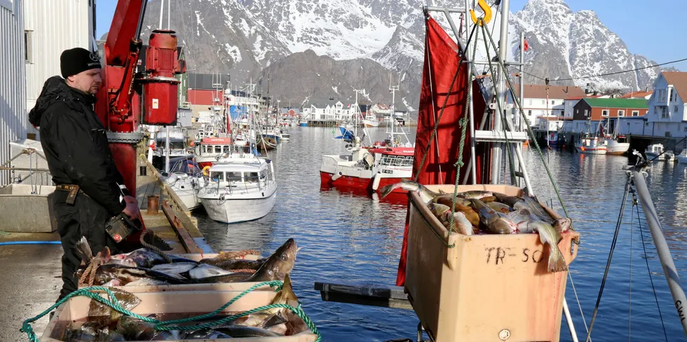 Eksportverdien for torsk har aldri vært høyere i et enkeltkvartal enn i år. Her fra årets vinterfiske i Henningsvær.