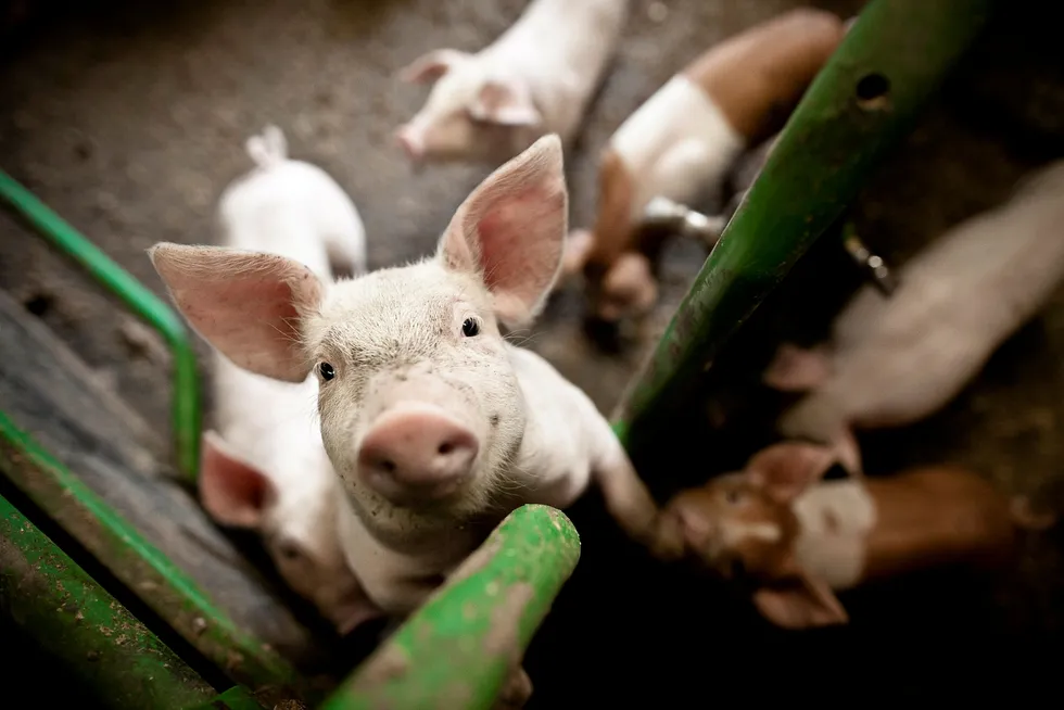 DN mener: Fortsatt stort ryddebehov i norske grisehus