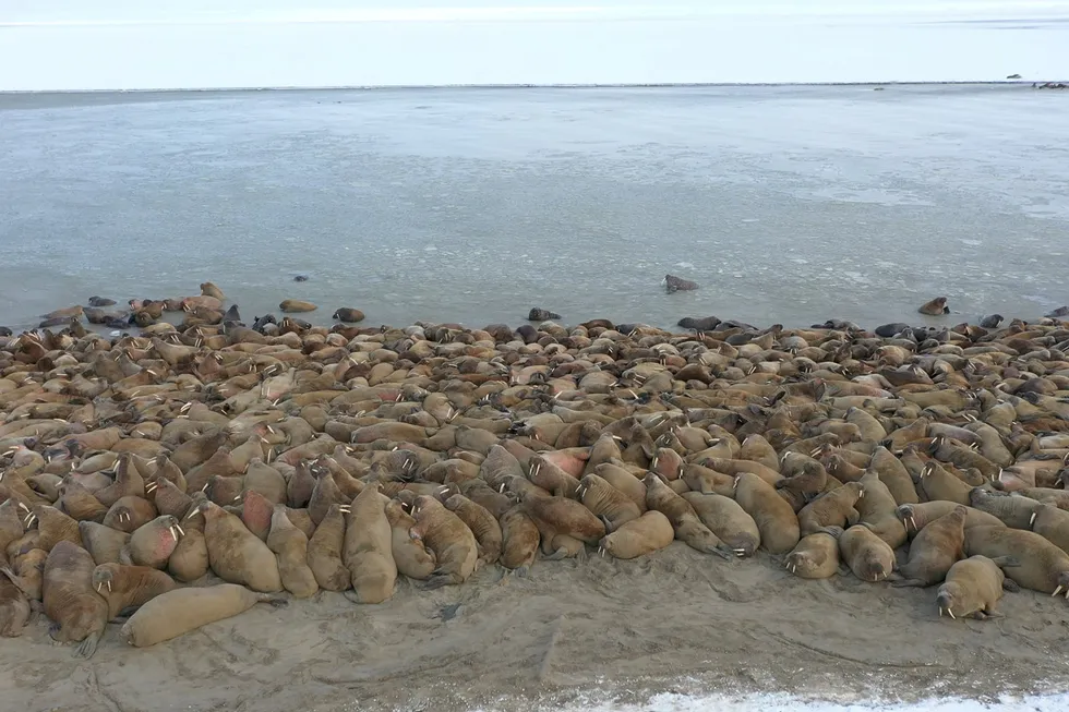 Rest time: a herd of walruses on the Kara Sea coastline on Russia's Yamal Peninsula, which hosts major gas developments operated by Gazprom and Novatek