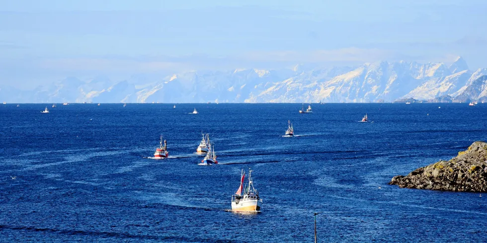 Sjarkflåten på vei inn til Henningsvær fra Henningsværstraumen tidligere i år.