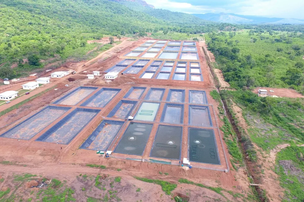 With 13 hatcheries, GenoMar CEO Alejandro Tola Alvarez calculates his company accounts for a quarter of tilapia genetics in Brazil delivering fingerlings directly to the country's aquaculture producers.