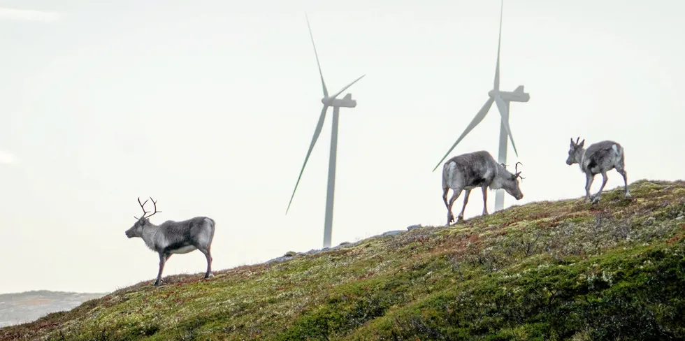 Reindeer near a wind farm in Norway.