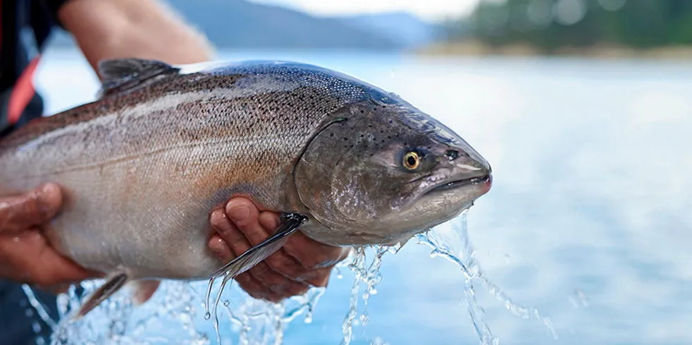 New Zealand King Salmon General Manager of Aquaculture Grant Lovell says open-ocean farming makes logical sense for both the environment and for the species in the long term.  