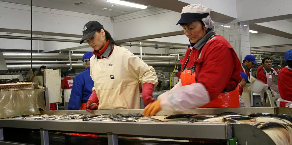 Bilder fra fiskesortering ved Fonn Egersund, som i likhet med mange bedrifter i sør sliter med høye strømutgifter.