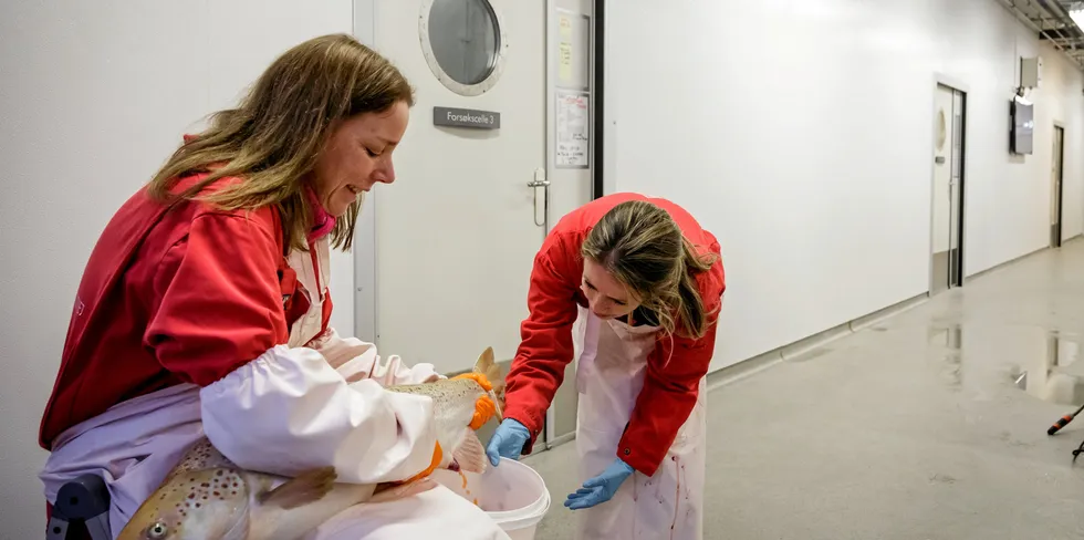 Forsker Anna Wargelius og kollega Fernanda Almeida stryker en genredigert laks. At fisken er gul skyldes at et fargepigment er blitt tatt ut. Det gjøres i en tilsvarende operasjon som forskerne nå bruker til å gjøre laksen steril.